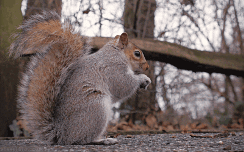 Eastern Gray Squirrel Eating GIF