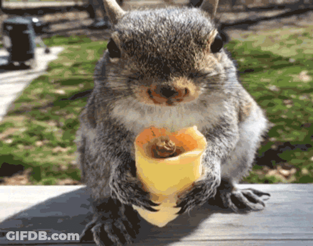 Eastern Gray Squirrel Funny Eating GIF