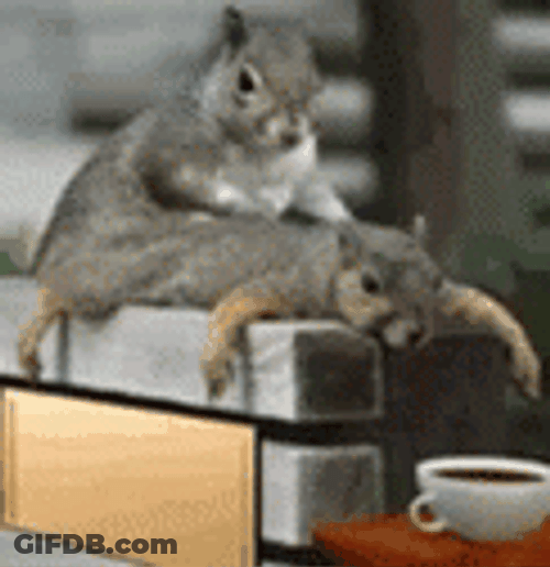 Eastern Gray Squirrel Sensual Massage GIF
