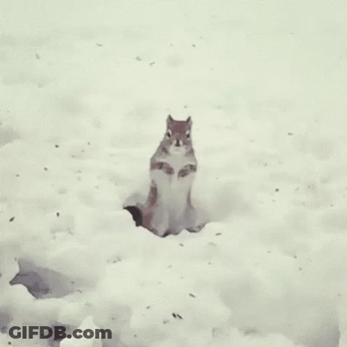 Eastern Gray Squirrel Shivering GIF