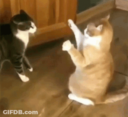 Easy Win From Cat Fight GIF