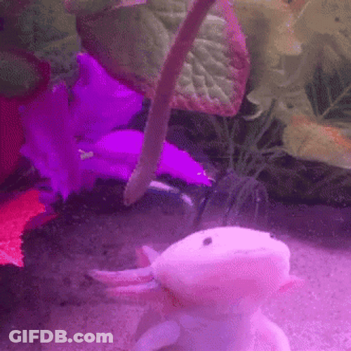 Eating Another Axolotl Tail Axolotl Meme GIF