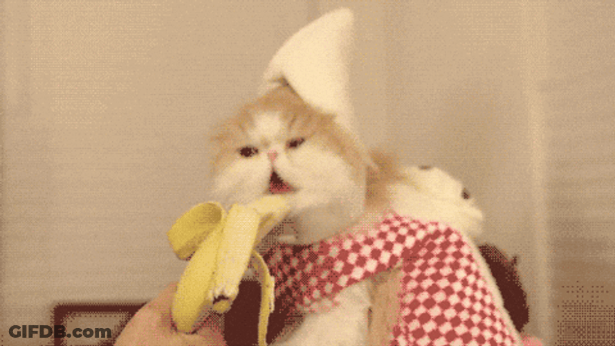 Eating Banana Cat Meme GIF