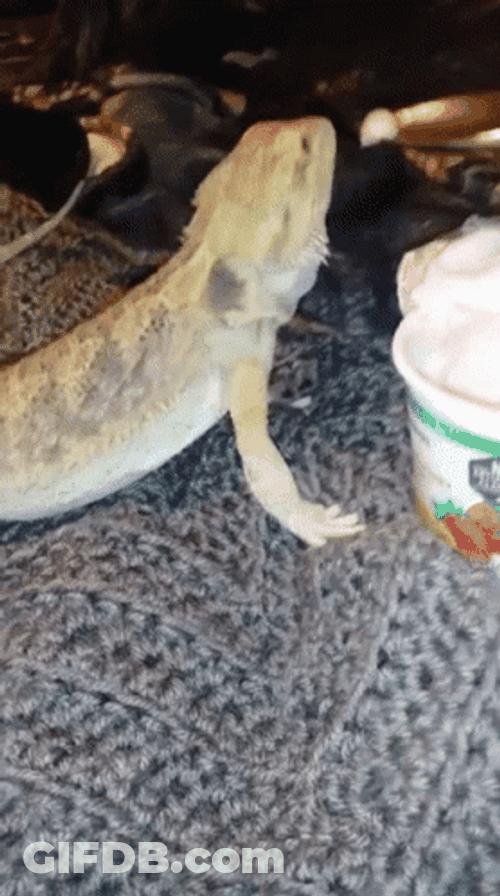 Eating Cream Bearded Dragon GIF
