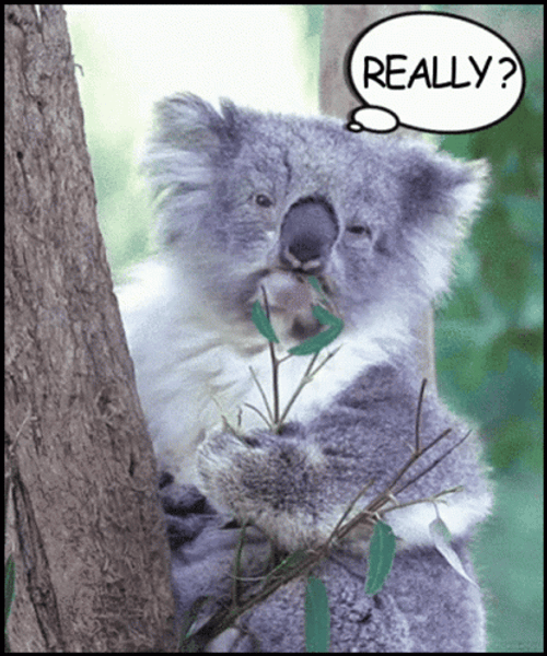 Eating Koala Really Reaction GIF