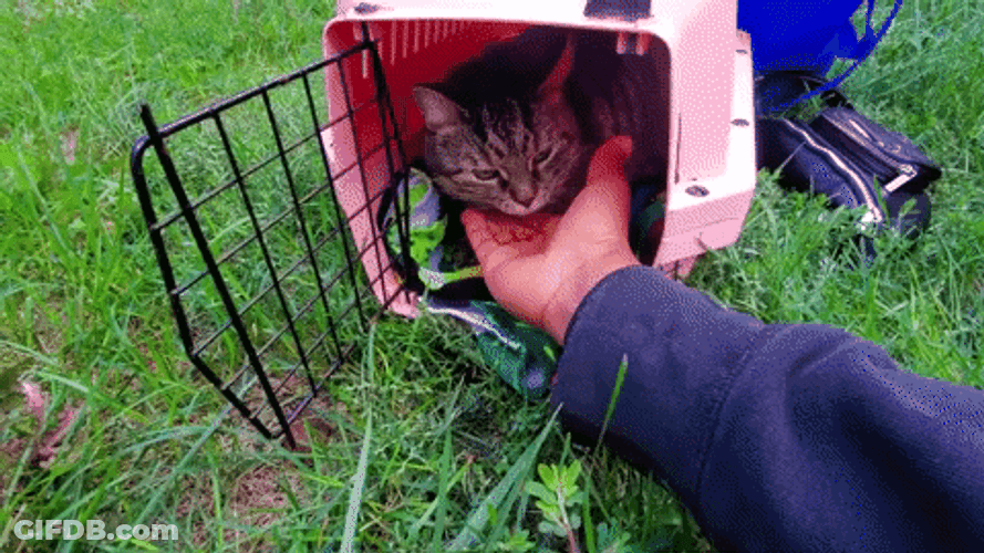 Eating Moving Cat On Hand GIF