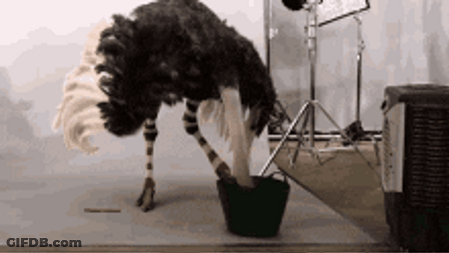 Eating Ostrich Covering Its Face With Wings GIF