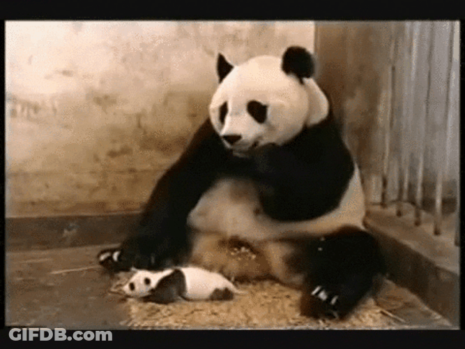 Eating Panda Sneeze GIF