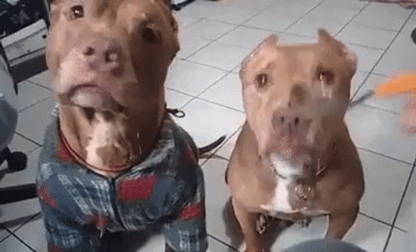 Eating Pitbull GIF