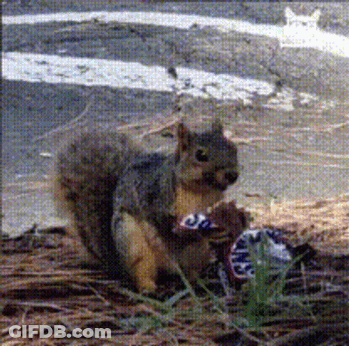 Eating Snickers Squirrel Meme GIF