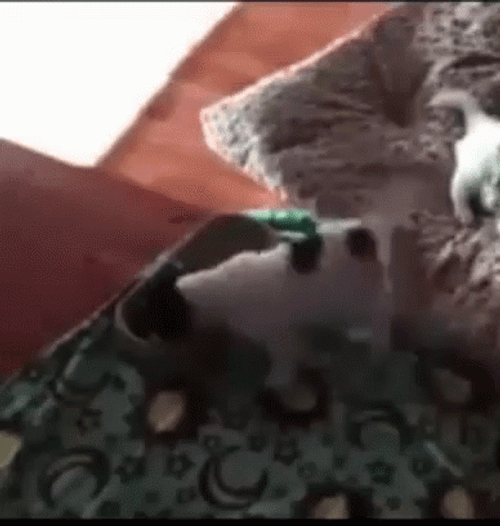 Eating Twerking Dog GIF