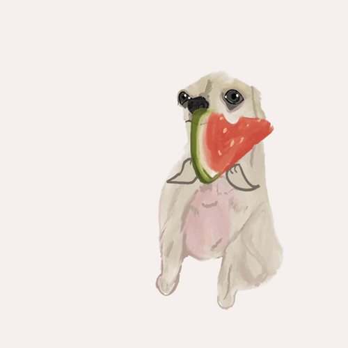 Eating Watermelon Chihuahua Yum GIF