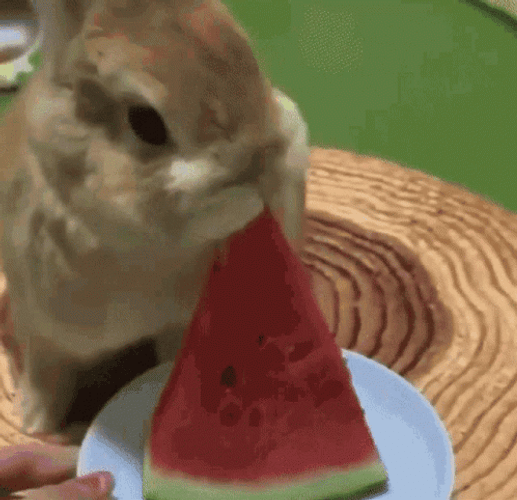 Eating Watermelon Cute Bunny Rabbit GIF