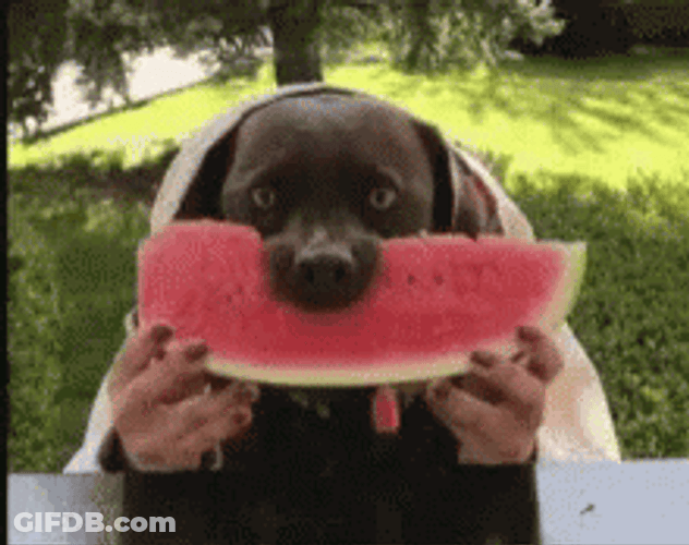 Eating Watermelon Hungry Dog Messy Eater GIF
