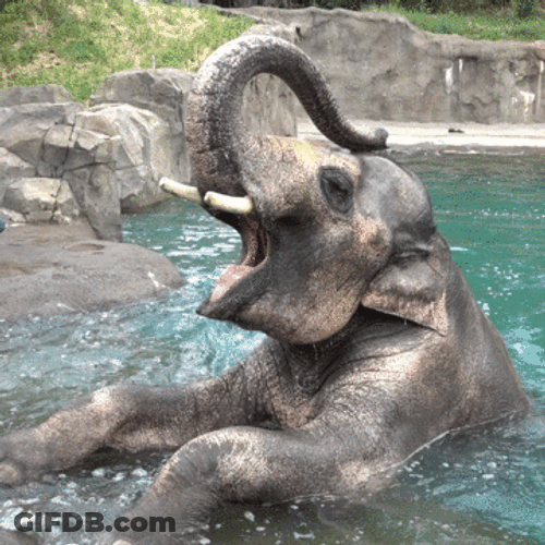 Eating Watermelon Samudra Elephant GIF