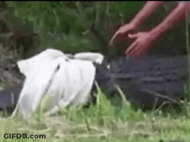 Ed Orgeron Wrestling Blindfolded Crocodile GIF