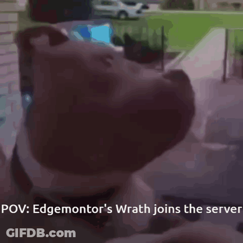 Edgemontor's Wrath Joins The Server Dog GIF