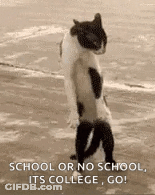 Education College Funny Cat Dancing GIF