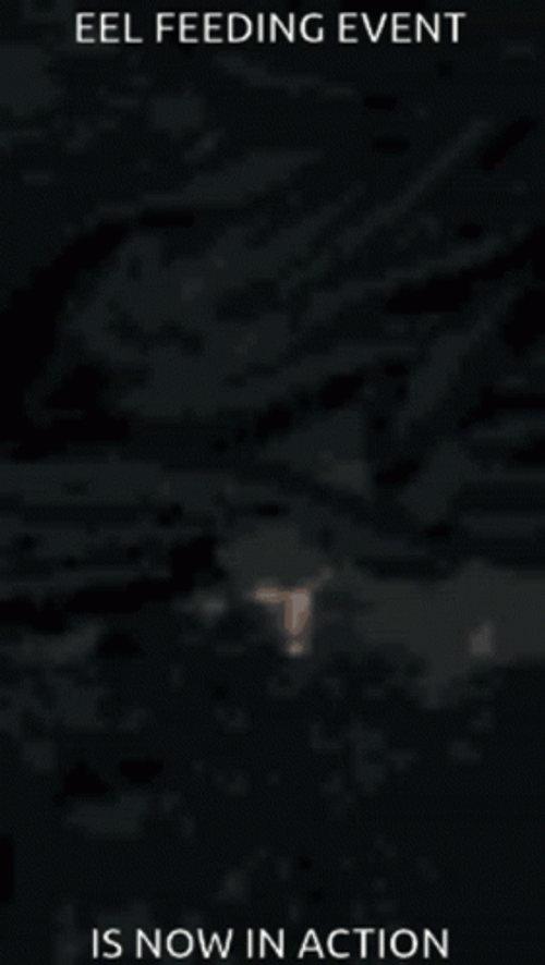 Eel Feeding Event Now In Action GIF