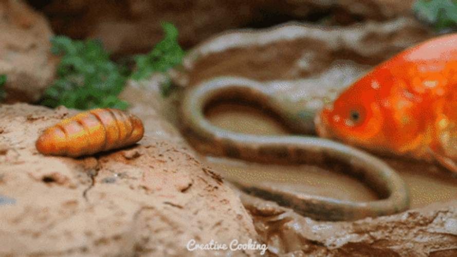 Eel Land Creeping GIF