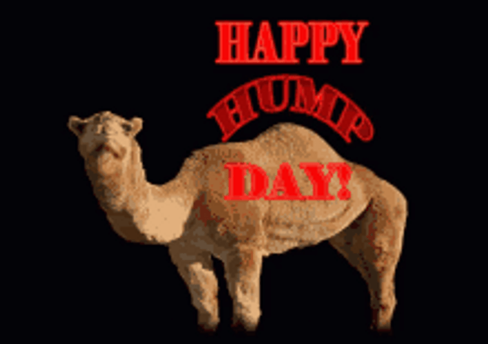 Eerie Black Hump Day Camel GIF