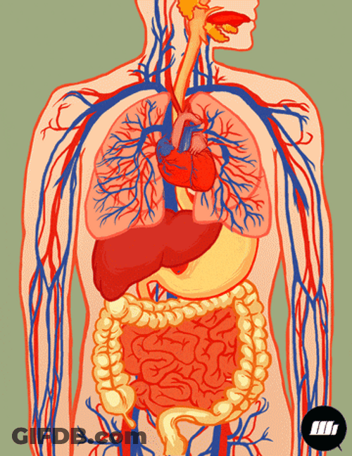 Efficient Circulatory System Function GIF