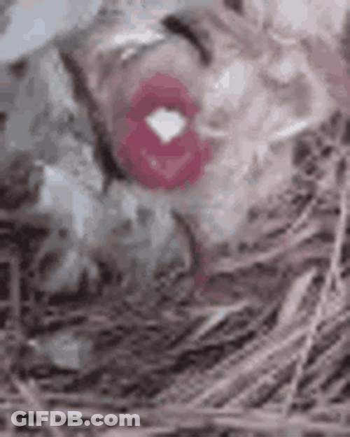 Egg Coming Out On Mouth Meme GIF