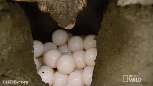 Eggs In Hole Saying Nat Geo Wild GIF
