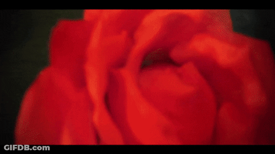 Egirl Dwarf Rose Flower GIF
