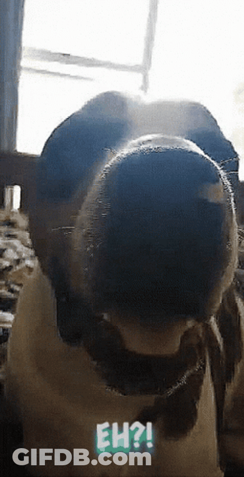 Eh Confused Dog Surprised GIF