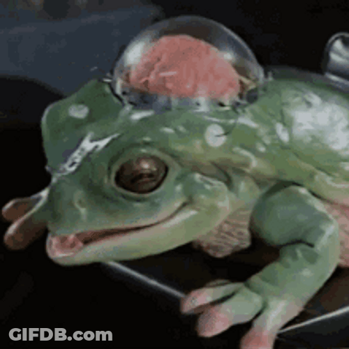 Einstein Brain Frog GIF