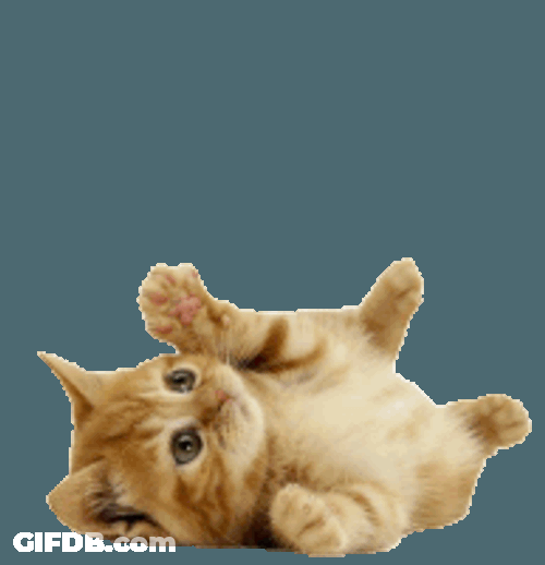 El Gato Sticker GIF