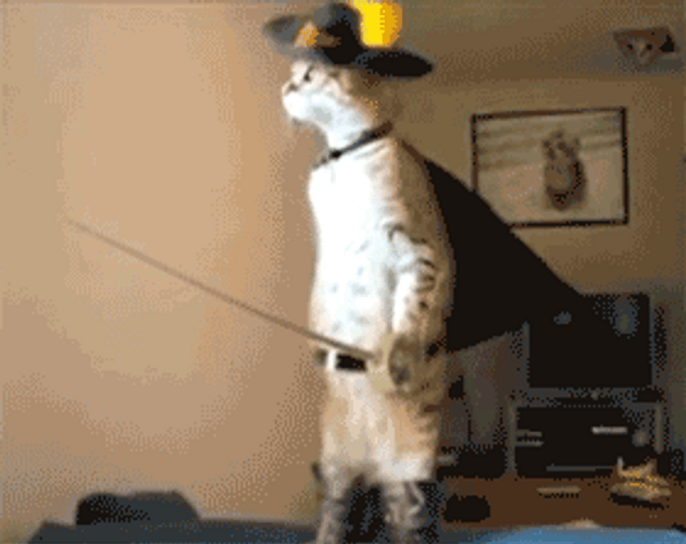 El Salvador Cat GIF