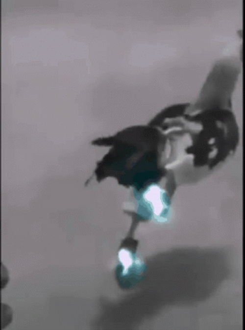 Electrifying Chicken Run GIF