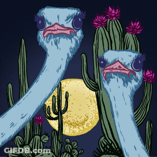 Elegant Ostrich Under Moon's Light GIF