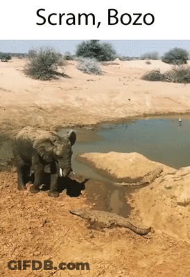 Elephant And Crocodile Near Water Saying Scram Bozo GIF