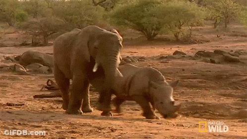 Elephant And Rhino Playing In Dirt With National Geographic GIF