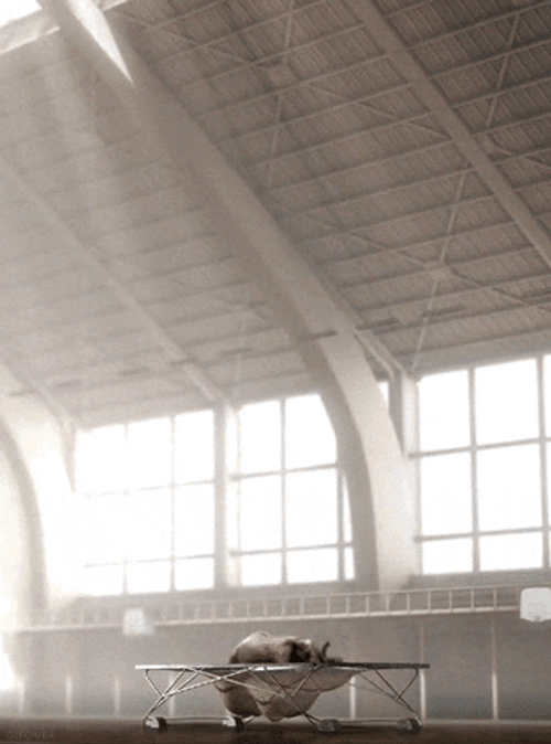 Elephant Bouncing High GIF