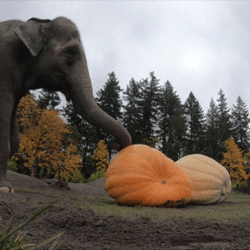 Elephant Breaking Pumpkin GIF