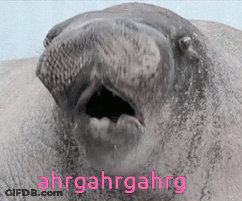 Elephant Face With Pink Ahrgahrgahrg GIF