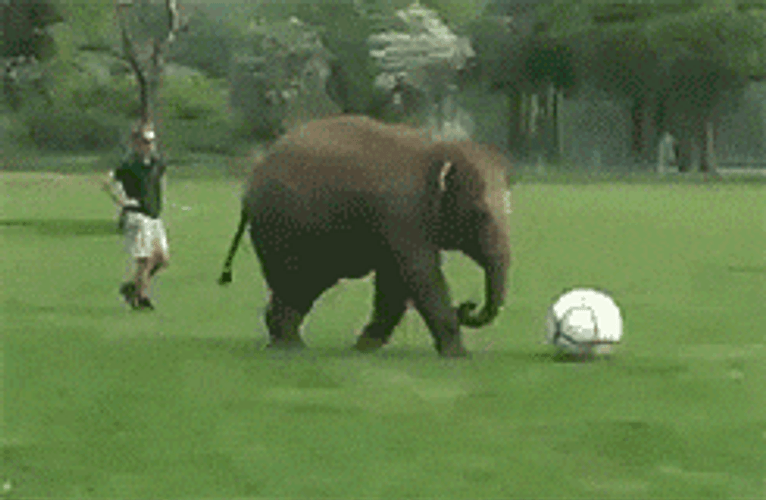 Elephant Funny Falling GIF