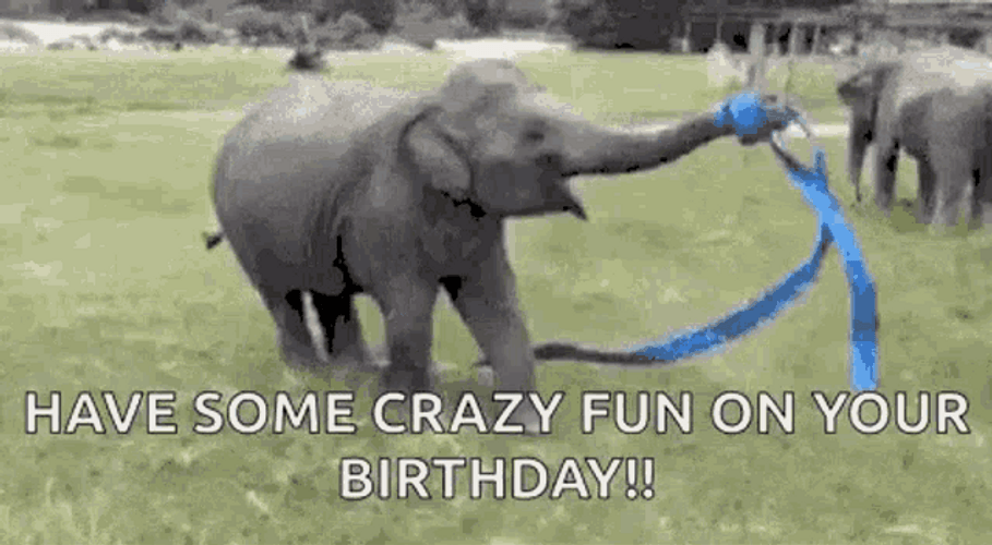 Elephant Funny Happy Birthday GIF
