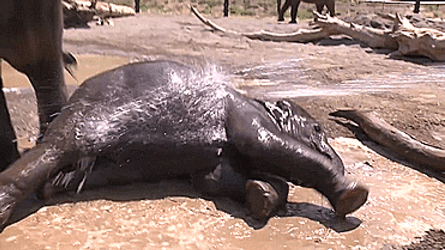 Elephant Getting Up GIF