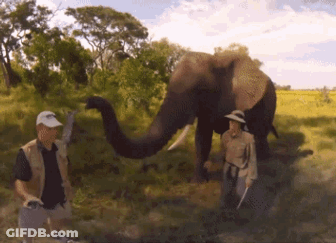 Elephant Hat GIF