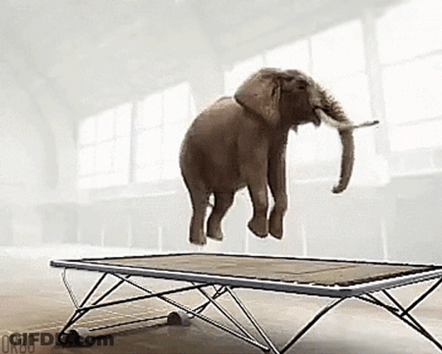 Elephant Jumping Boing Trampoline GIF