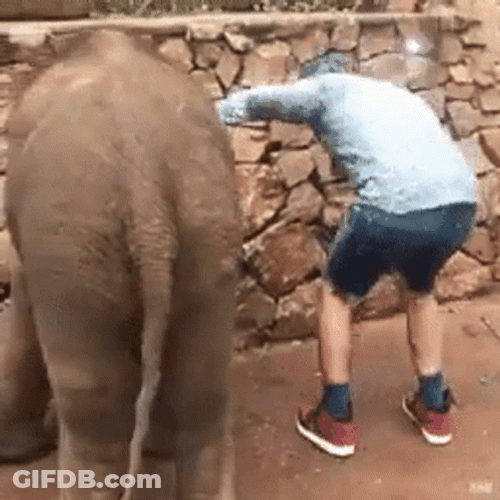 Elephant Kick Bum GIF