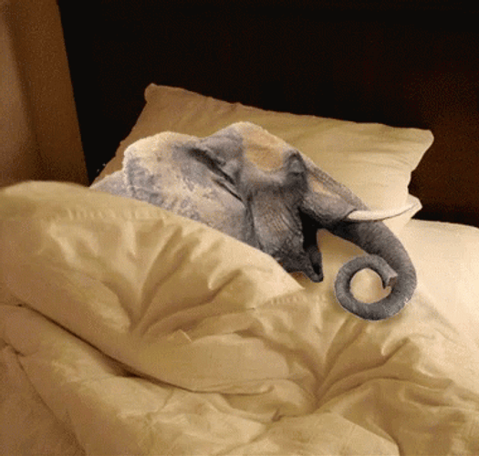 Elephant Lying In Bed GIF