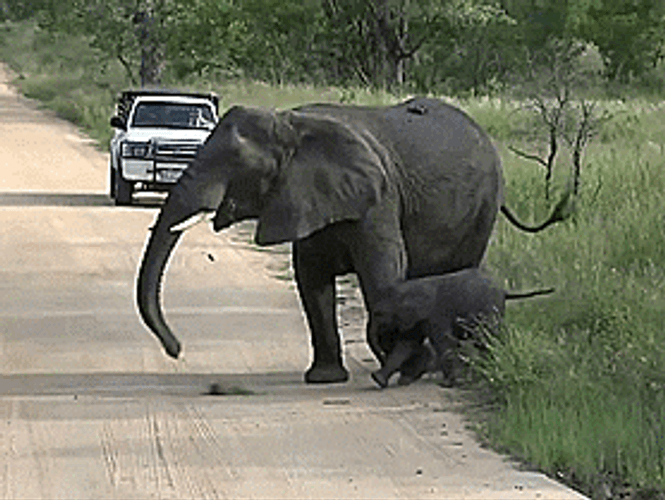 Elephant Passing Road GIF