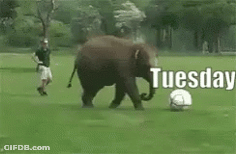 Elephant Playing Funny Tuesday GIF