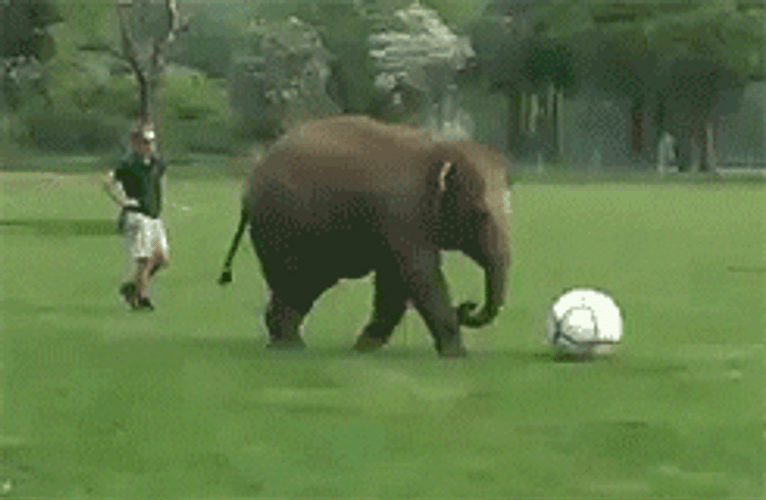 Elephant Playing Soccer GIF